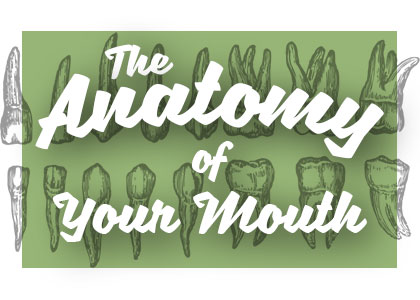 Portland dentist, Dr. David Case at Family Dental Health shares all about the anatomy of your mouth and how it works together for your benefit.